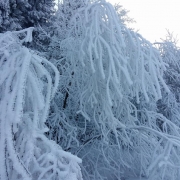 Zimą ogród może być również piękny