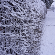 Ośnieżony żywopłot.